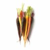 Carrots, Rainbow OG 3#