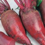 Beets, Cylindrical Red Formanova OG   25#