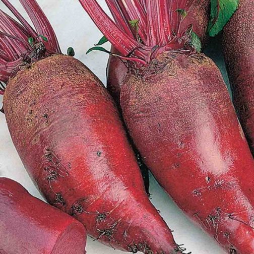 Beets, Cylindra Red OG 25#